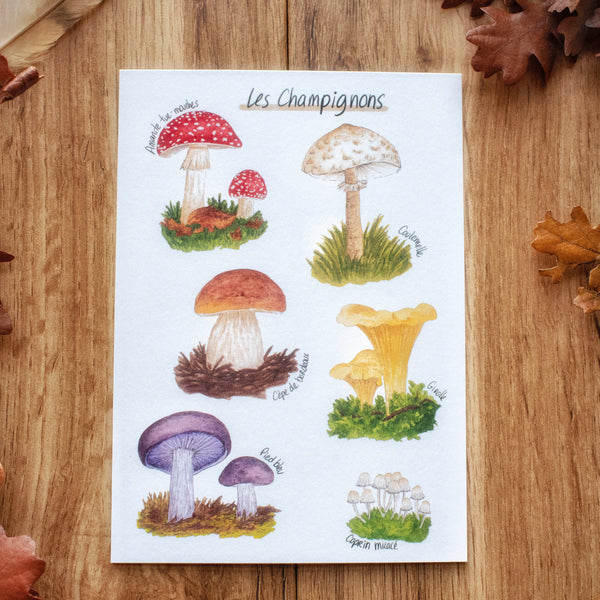 CARTE Champignons, A6 - carterie - papeterie