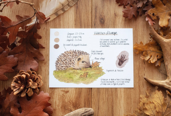 CARTE Animaux des forêts, A6 - carterie - papeterie