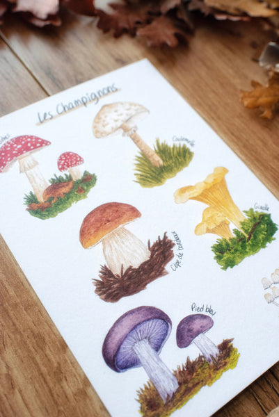 CARTE Champignons, A6 - carterie - papeterie