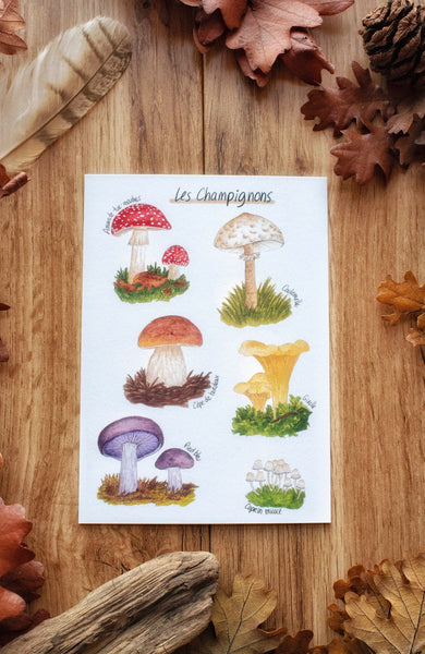 CARTE Champignons, A6 - carterie - papeterie