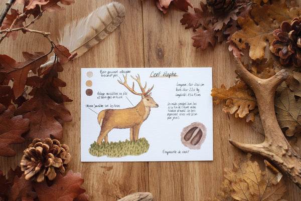 CARTE Animaux des forêts, A6 - carterie - papeterie