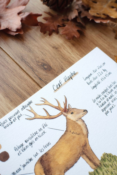 CARTE Animaux des forêts, A6 - carterie - papeterie
