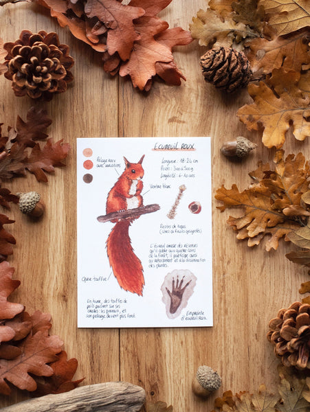 CARTE Animaux des forêts, A6 - carterie - papeterie