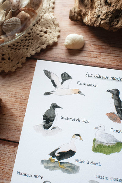 CARTE Les oiseaux marins, A6 - carterie - papeterie