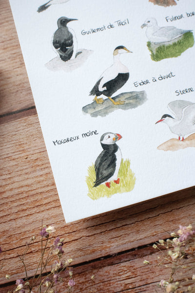 CARTE Les oiseaux marins, A6 - carterie - papeterie